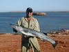 Barracuda
