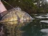 Blackwood Lure caught Bream , Boatside