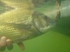 Blackwood Lure caught Bream , Boatside