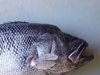 Dhu with lump on head