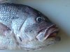Dhu with no lump on head