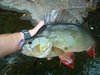 Redfin on lure (baby vib)