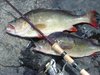 Redfin on lure