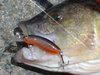 Redfin on lure (RMG Scorpion)