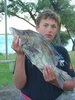 Brown Spotted Boarfish , Geo Bay