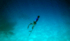 spearfishing