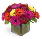 Just Gerbs, Perth Favourite Flowers