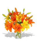 Lil' Lillies, Perth Lilies