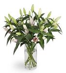 Sweet Perfume, Perth Lilies