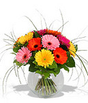 Jolly Gerbs - Beautiful fresh flowers for delivery to Perth