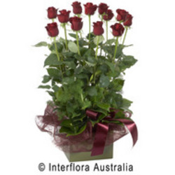 Seduction Aus 731