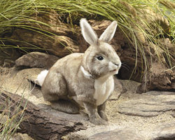 Cottontail Rabbit Puppet
