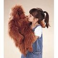 Orangutan