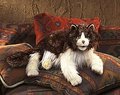 Ragdoll Cat Puppet