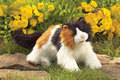 Calico Cat Hand Puppet