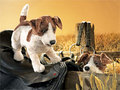 Jack Russell Hand Puppet
