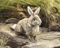 Cottontail Rabbit Puppet