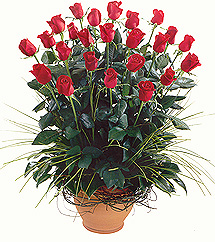 2 DOZ (24) ROSES