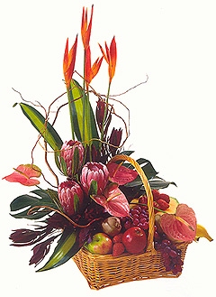 EXOTICA
