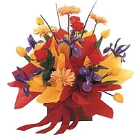 Carnival of Colour