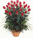 2 DOZ (24) ROSES