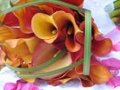 Calla Lily Bouquet