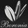 Boronia