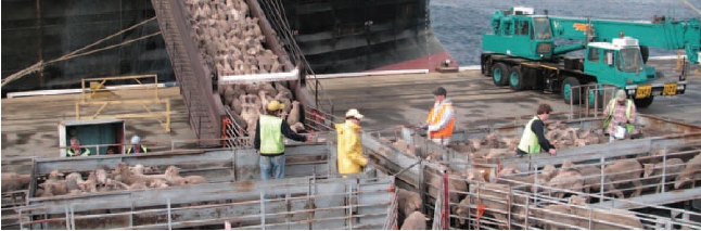LambEx Live Exporting LambEx Live Exporting