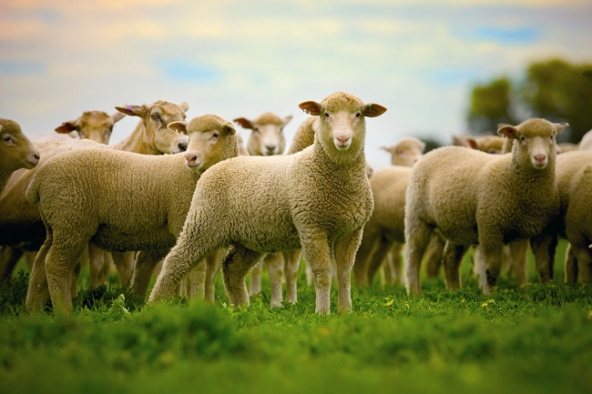 LambEx registration LambEx registration