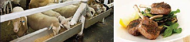 about LambEx about LambEx