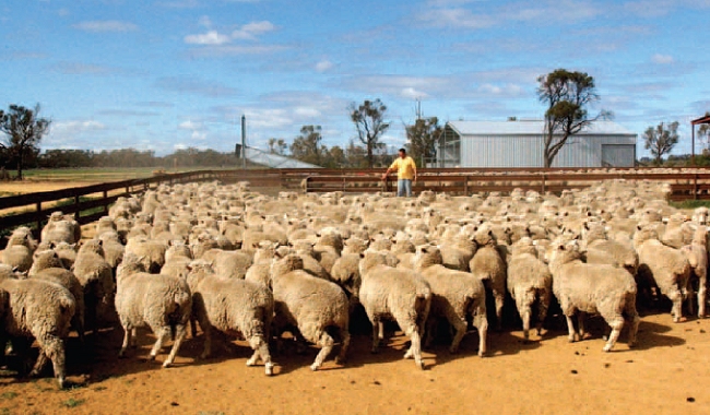 LambEx Program LambEx Program