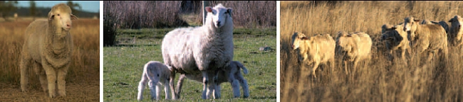 LambEx