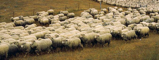 Latest News - Lambex - Australian Lamb Expo 2016