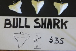 Bull Shark Tooth