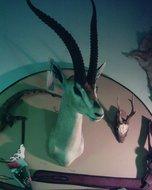 Gazelle head and shoulder mount