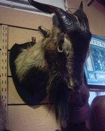 Goat head