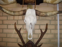 Texas longhorns