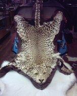 Leopard skin with head mount