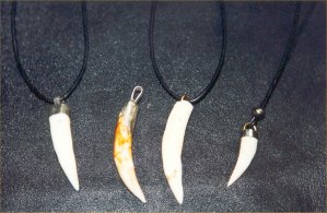 Crocodile teeth