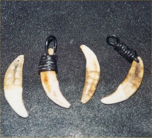 Dingo teeth