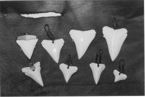 Great white pointer shark teeth