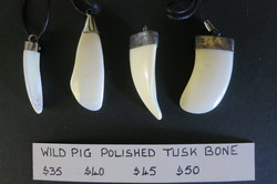 Wild Pig Tusk