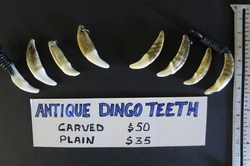 Dingo Tooth