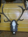 Deer Antlers