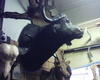 Buffalo head and shoulder mount.