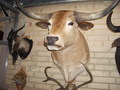 Cow head