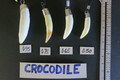 Crocodile tooth