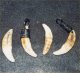 Dingo teeth