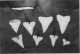 Great white pointer shark teeth