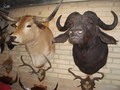 Taxidermy, Skulls, Horns and Skins